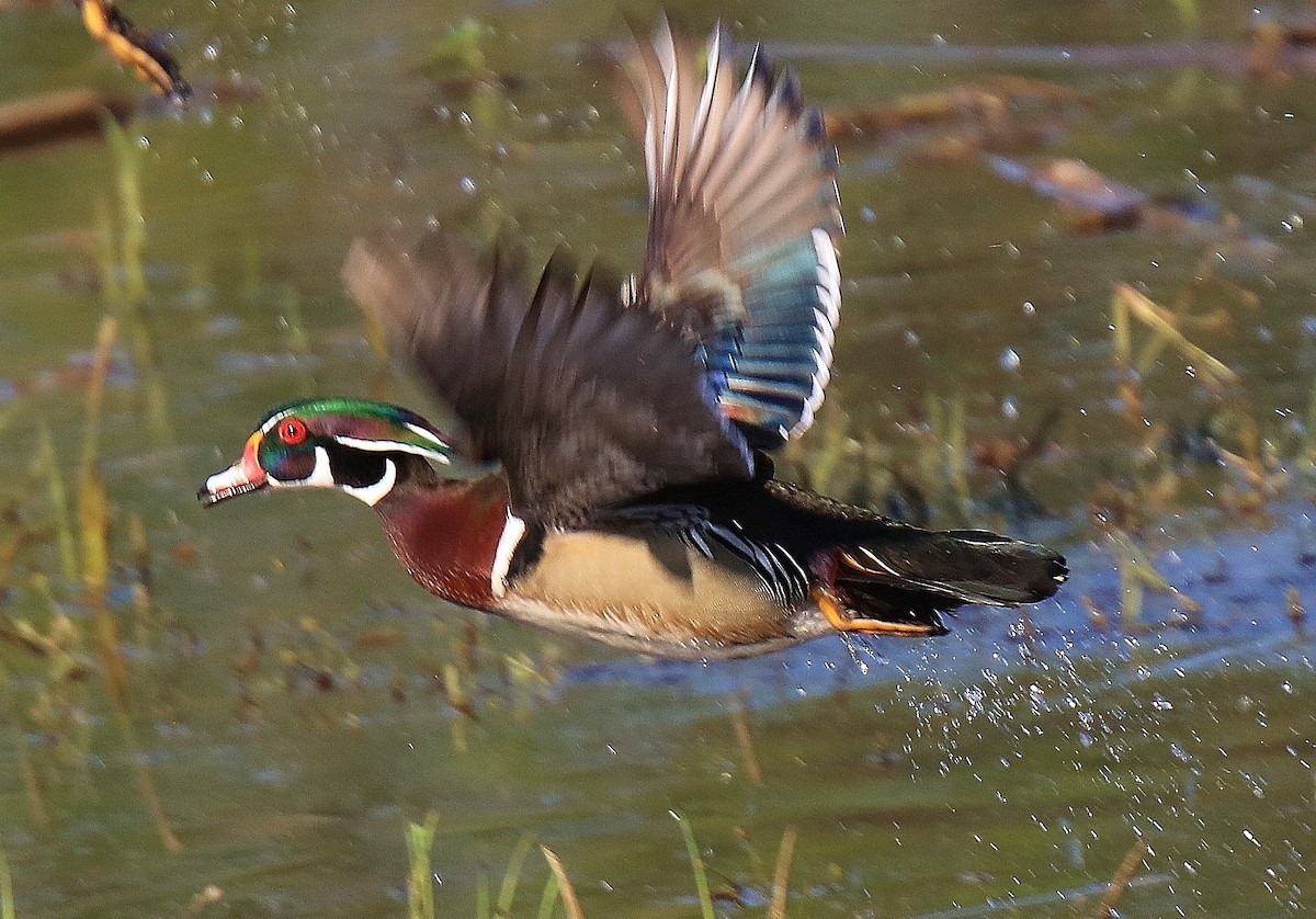 Wood Duck - ML298978461