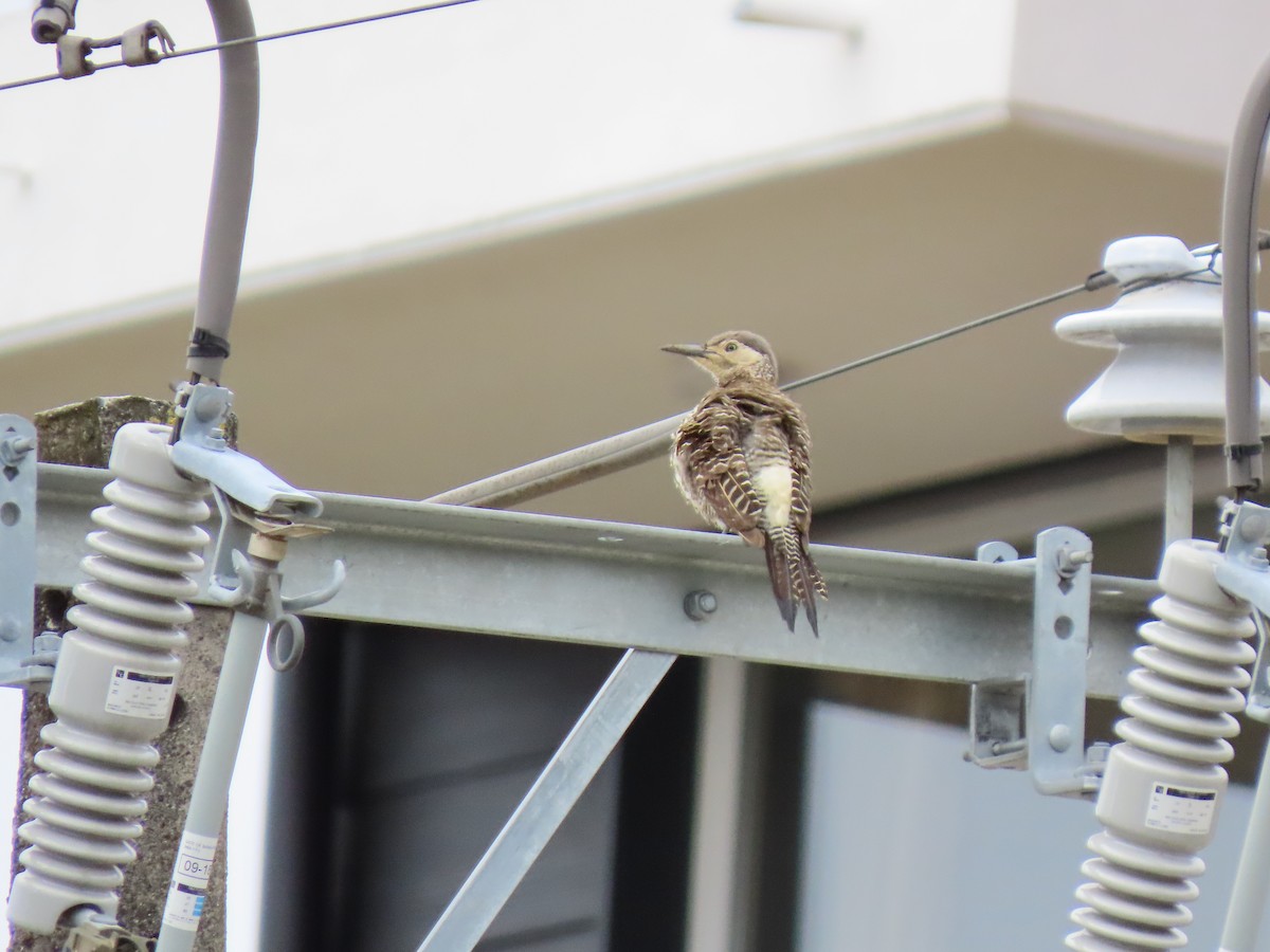 Chilean Flicker - ML298979601