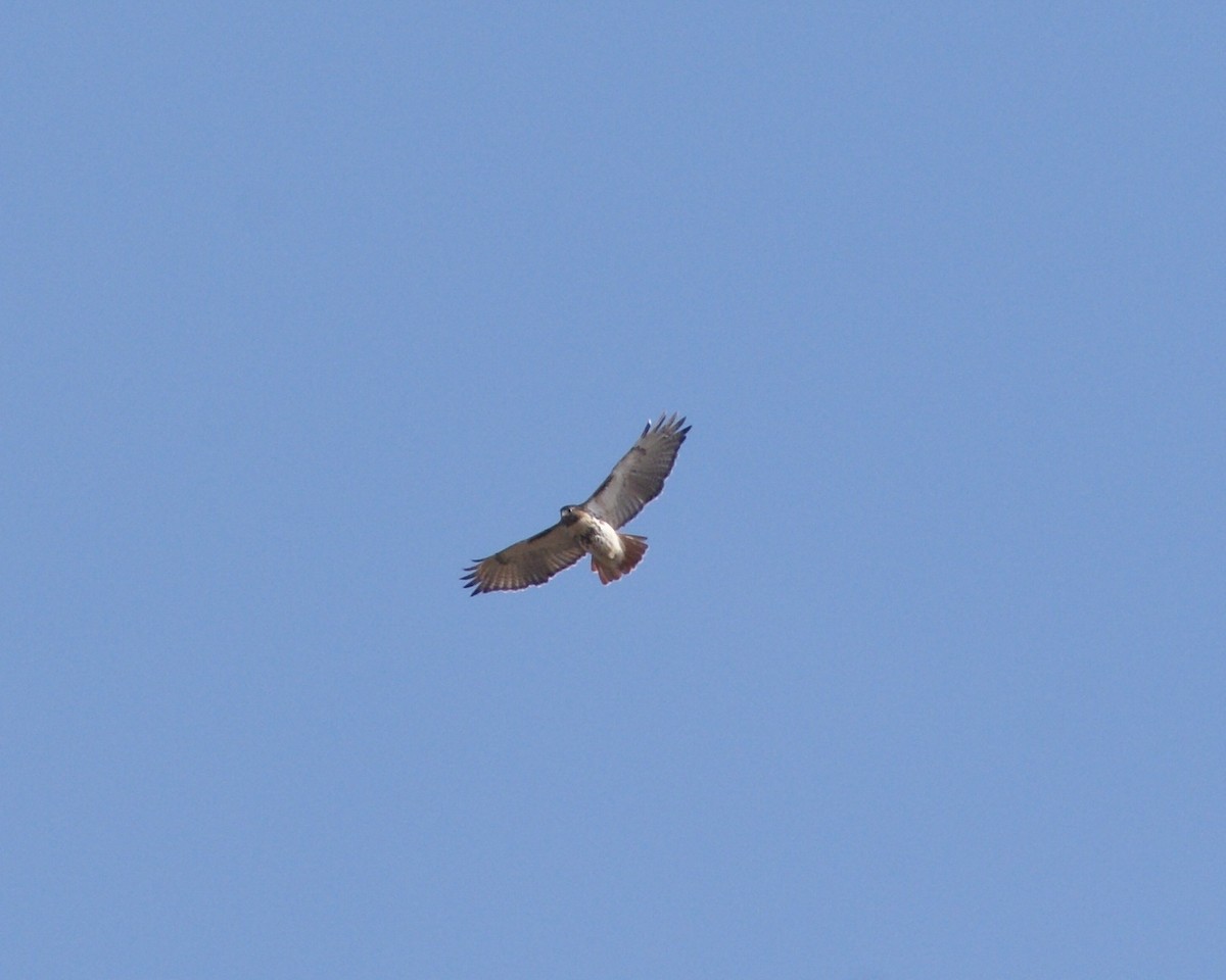 Red-tailed Hawk - ML298980231