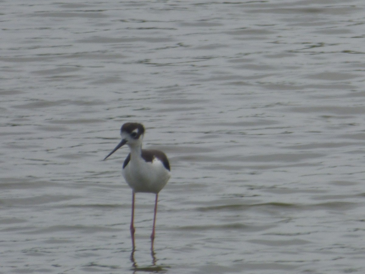 Black-necked Stilt - Robin Shea