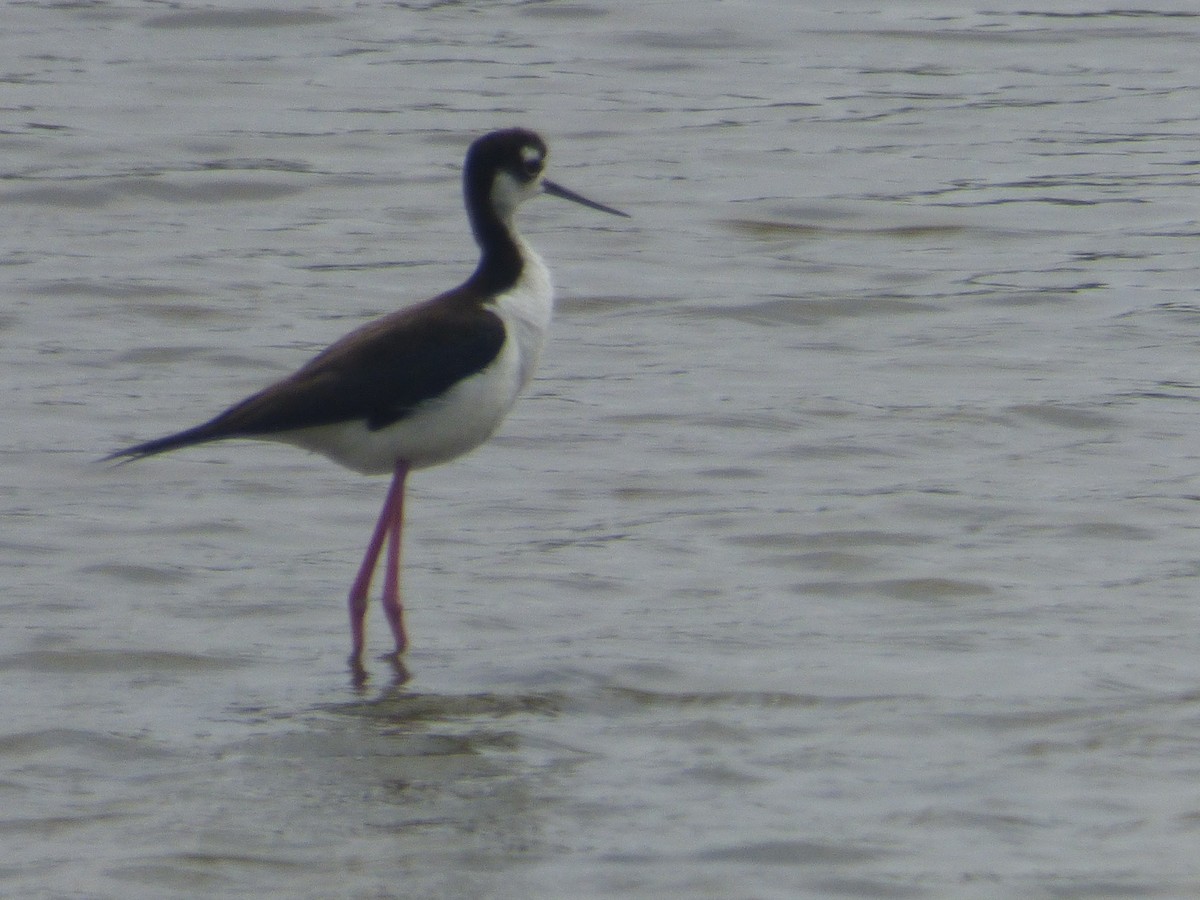 Black-necked Stilt - Robin Shea