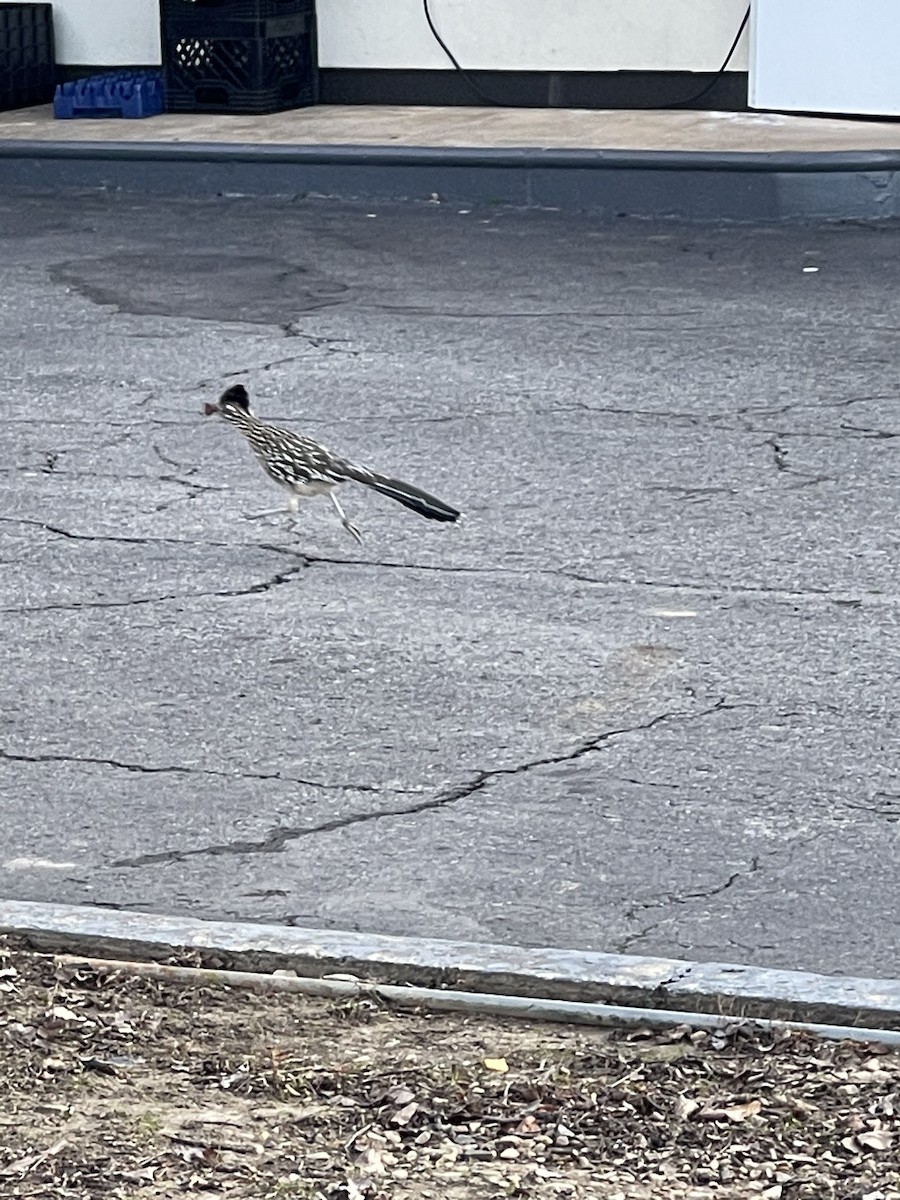 Greater Roadrunner - Sarah Morris