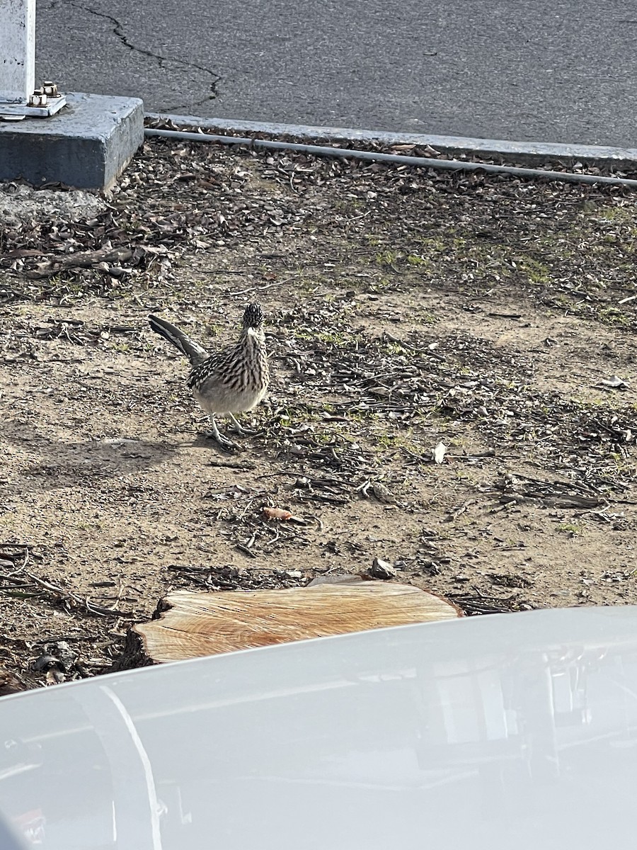 Greater Roadrunner - ML298982971