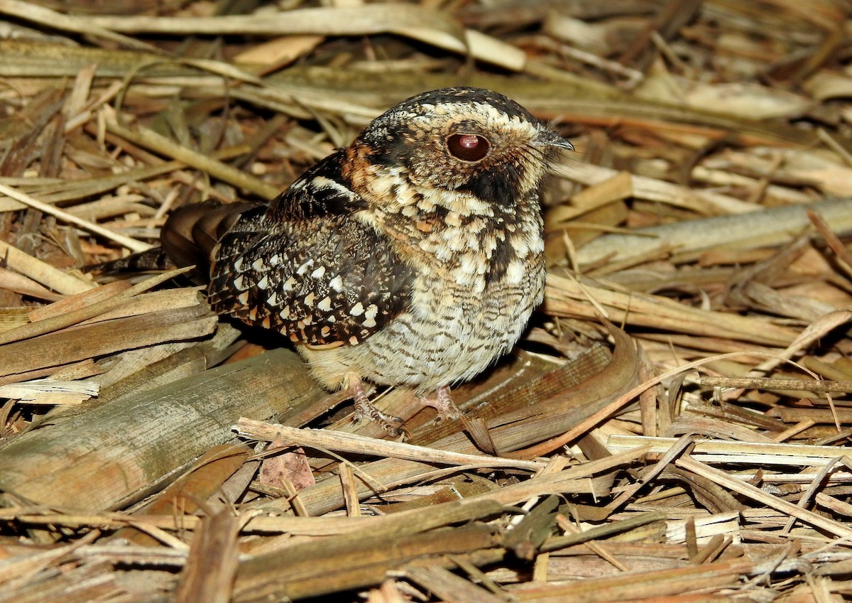 Spot-tailed Nightjar - ML298983741