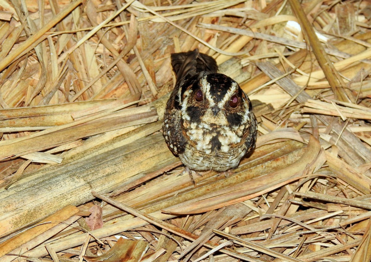 Spot-tailed Nightjar - ML298983791