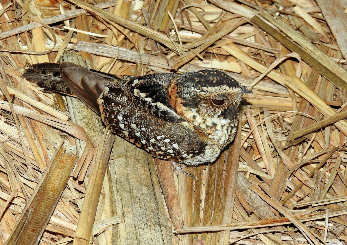 Spot-tailed Nightjar - ML298983811