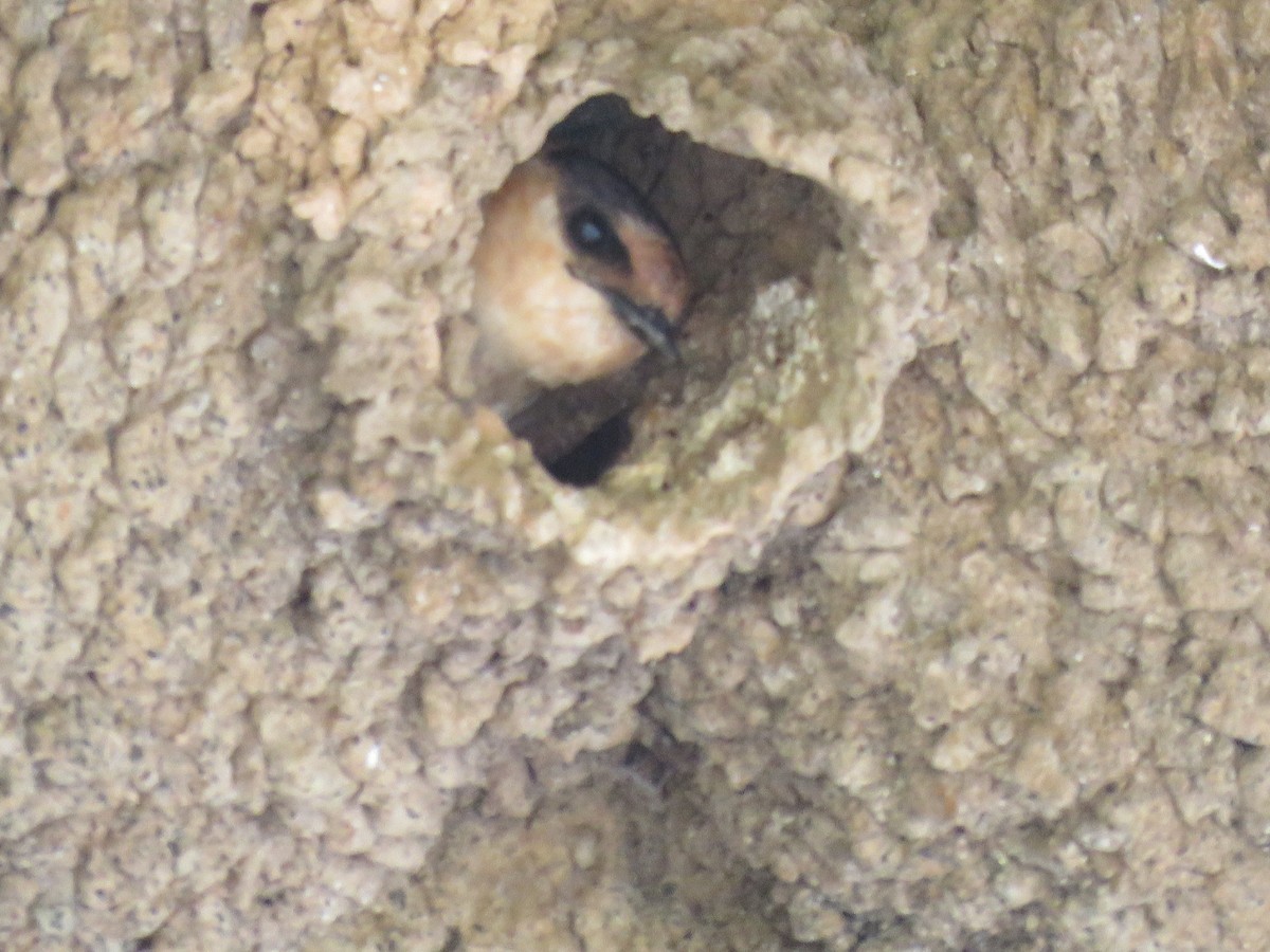 Cave Swallow - ML29898391