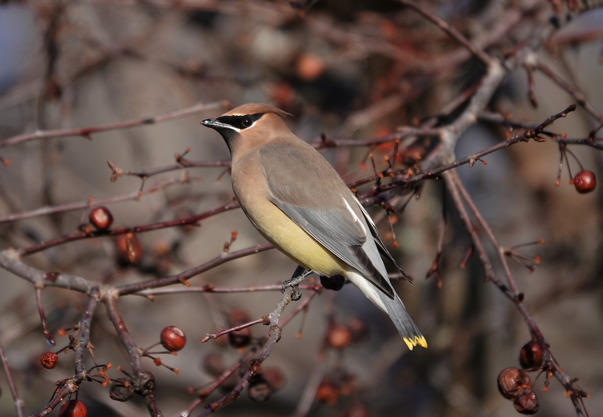 Cedar Waxwing - ML298984781