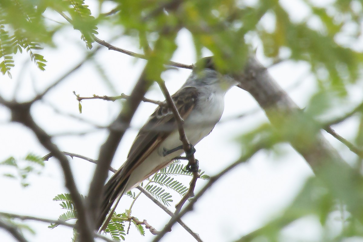 White-naped Xenopsaris - ML29898511