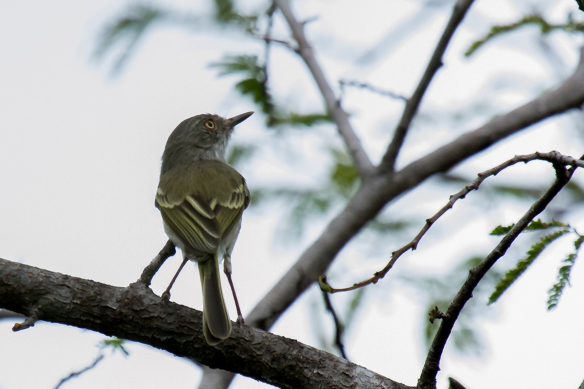 Pearly-vented Tody-Tyrant - ML29898531