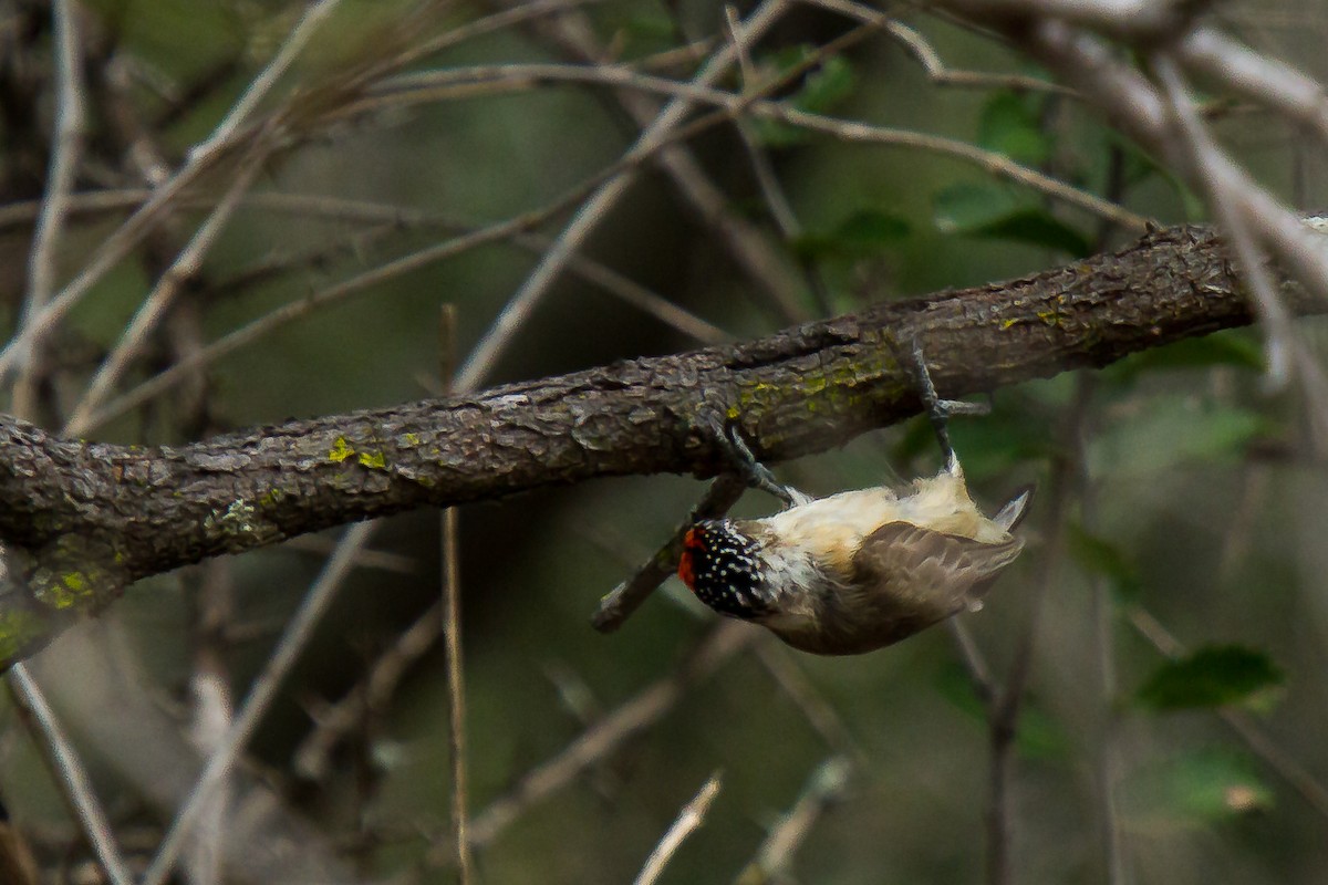 Ochraceous Piculet - ML29898581