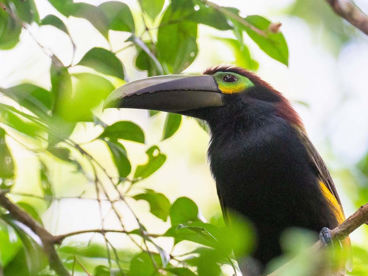 Yellow-eared Toucanet - ML298986651