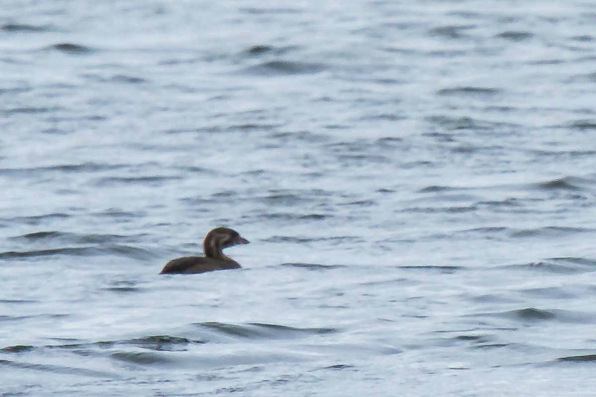 Least Grebe - ML29898751