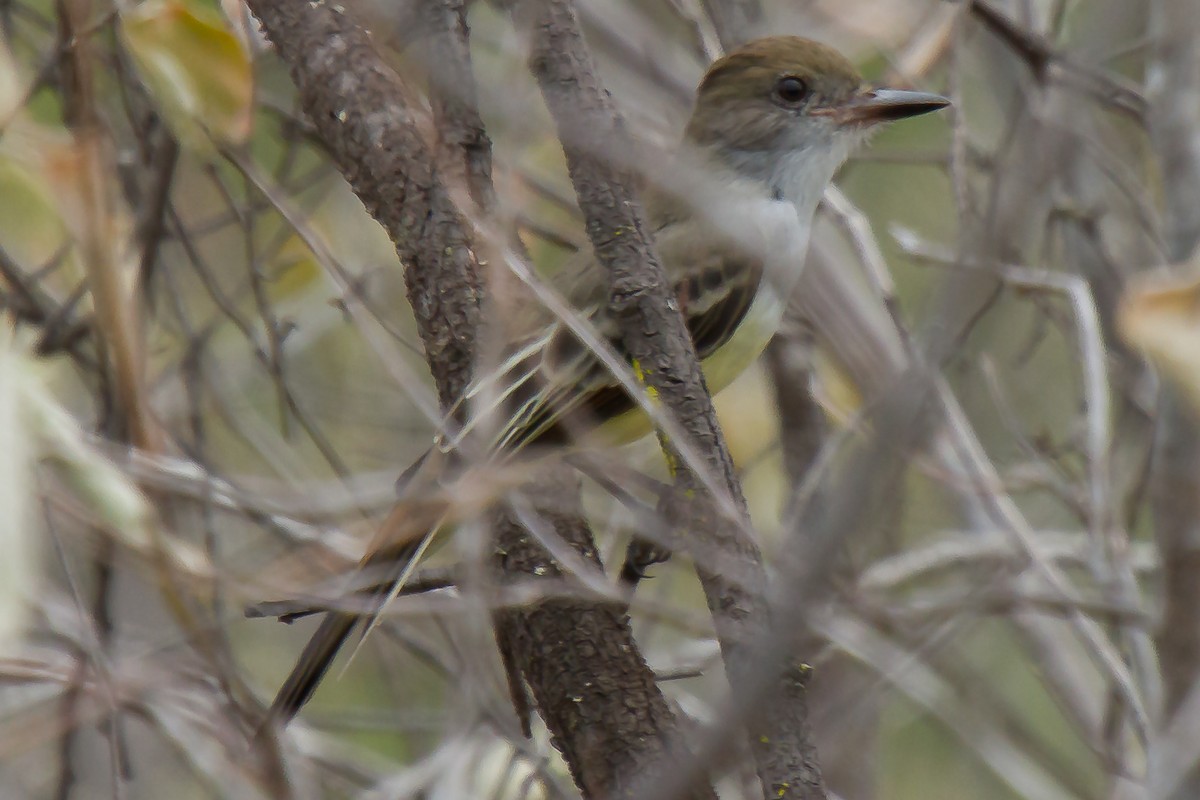 Brown-crested Flycatcher - ML29898821