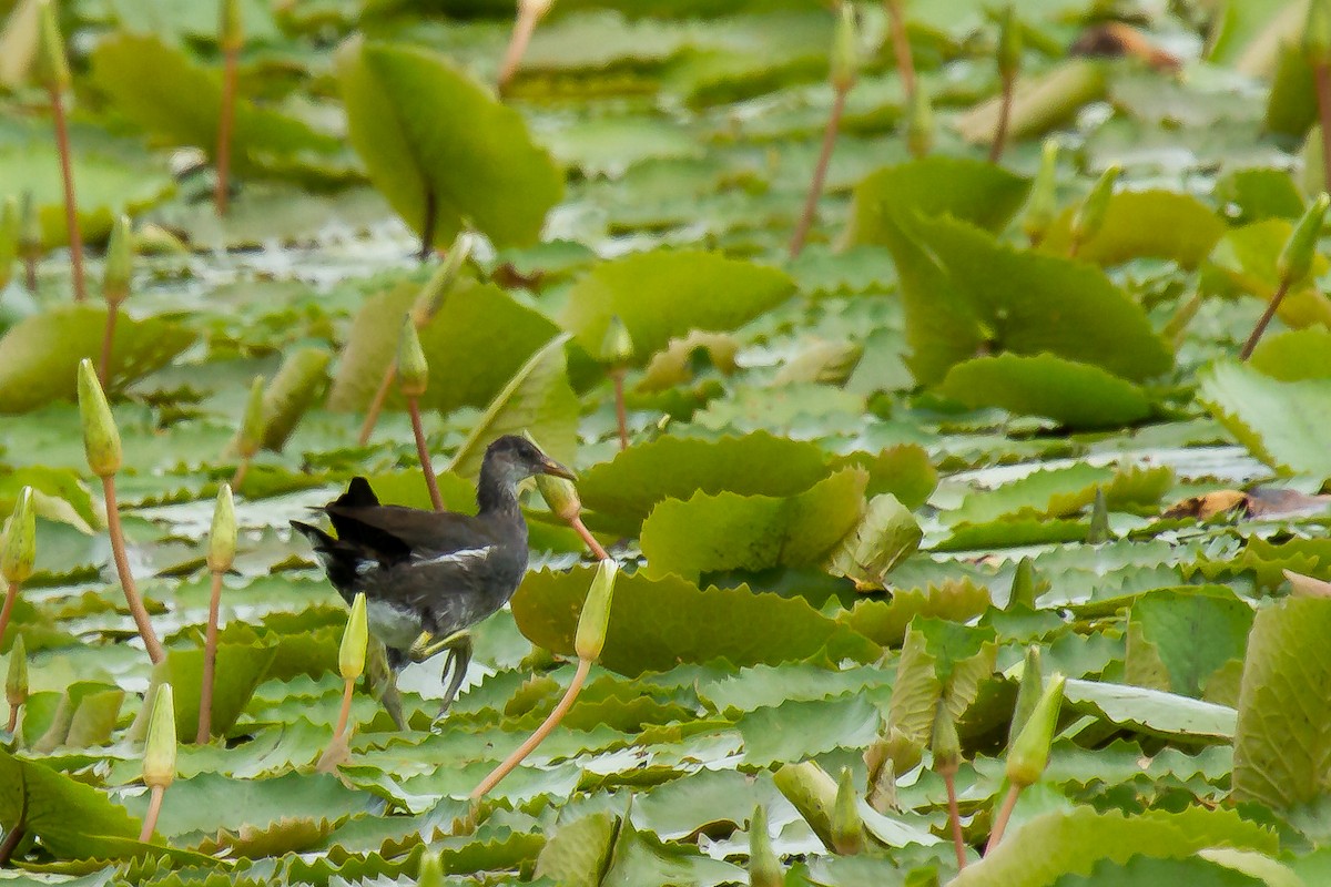 Common Gallinule - ML29898881