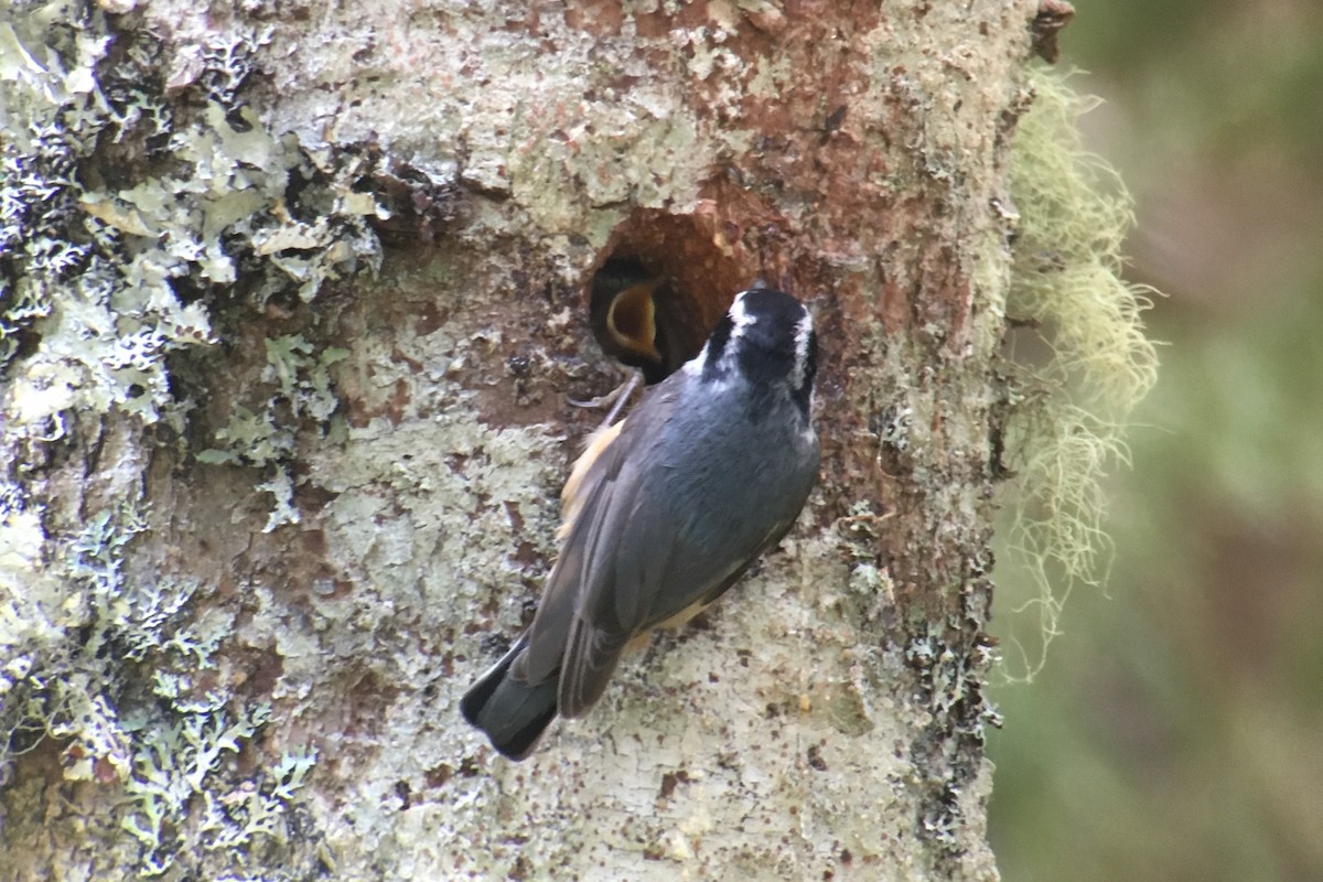 Red-breasted Nuthatch - Doug Hitchcox