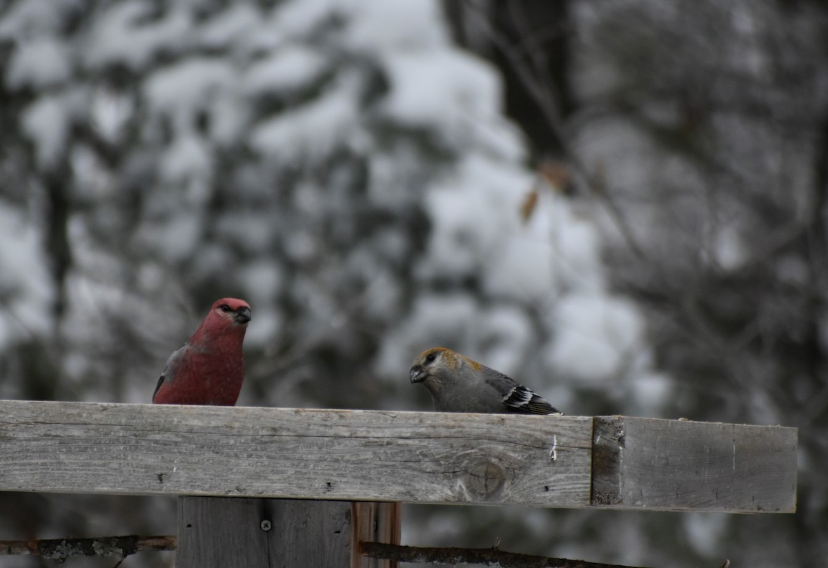 Pine Grosbeak - Sydney R