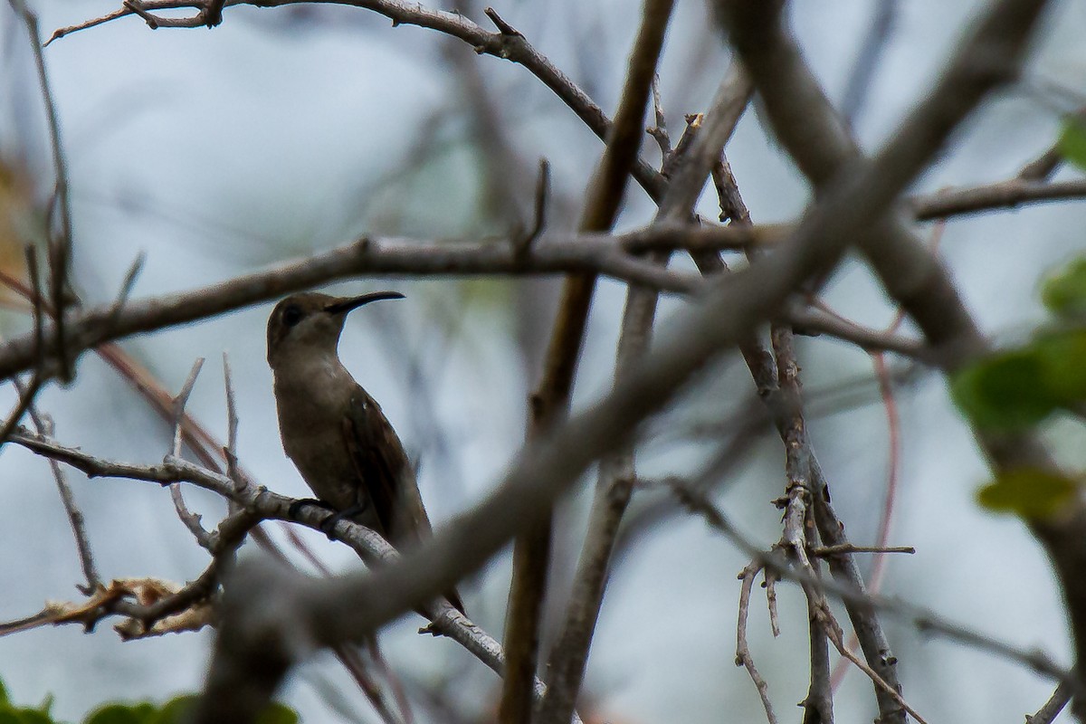 Ruby-topaz Hummingbird - ML29899131