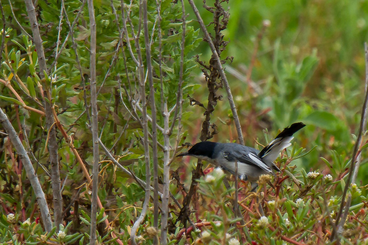 Tropical Gnatcatcher - ML29899151