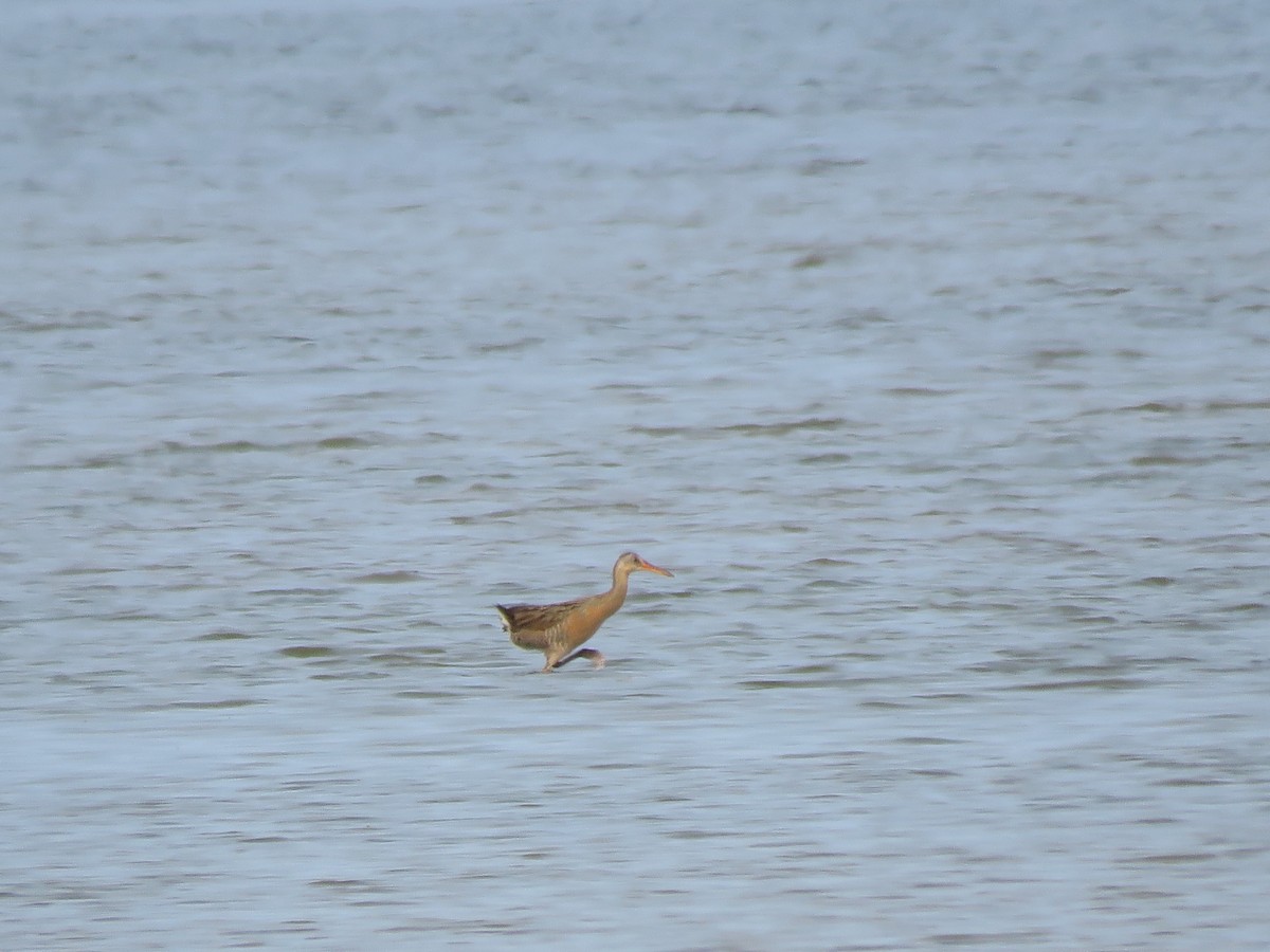 Ridgway's/Mangrove/Clapper Rail - Jupiter Rivera
