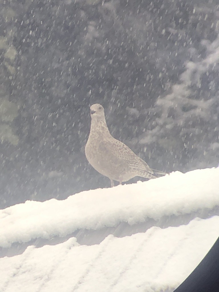 Herring Gull - ML298994491