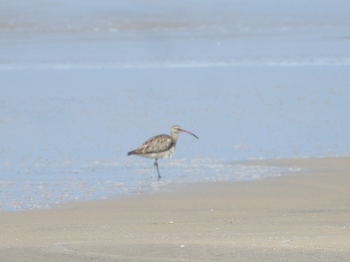 Whimbrel - ML298994511