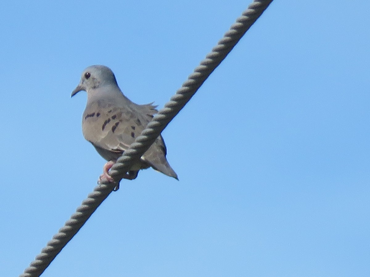 Plain-breasted Ground Dove - ML298995691