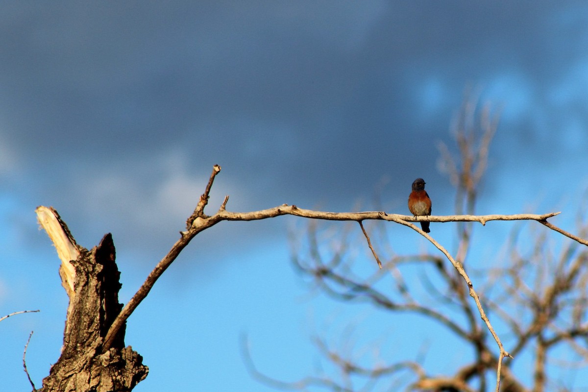 Western Bluebird - David Lerwill