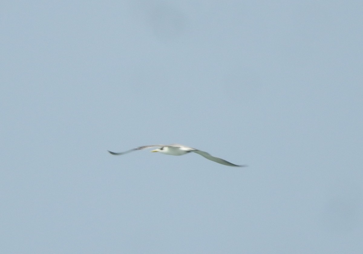 Great Crested Tern - ML298996121