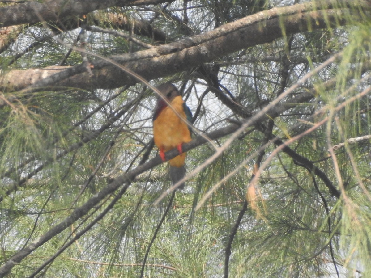 Stork-billed Kingfisher - ML298996311