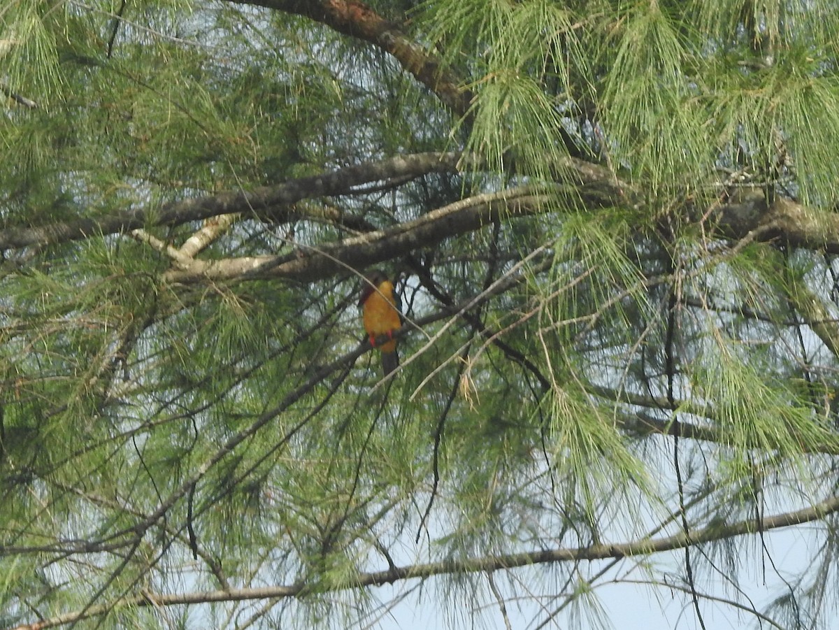 Stork-billed Kingfisher - ML298996321