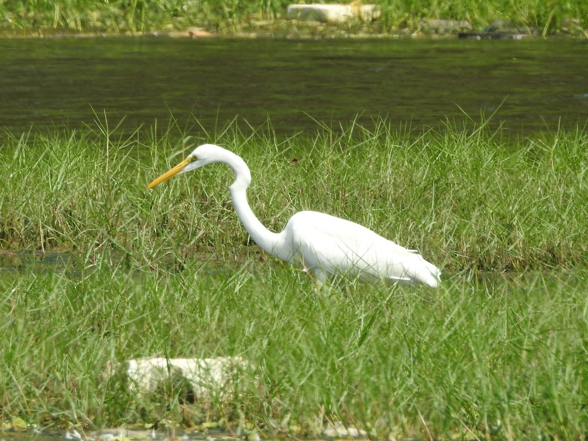 Great Egret - ML298997361