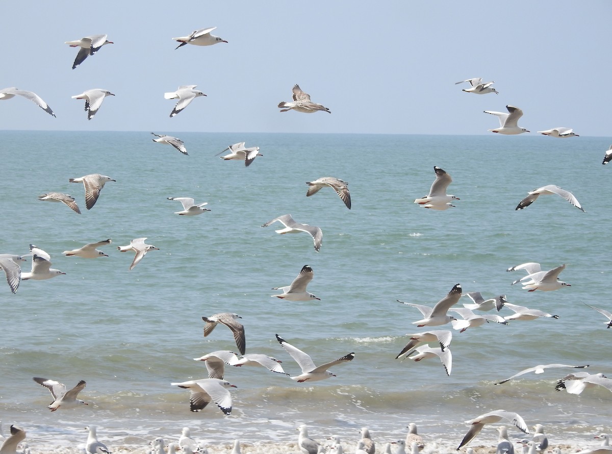 goéland ou mouette sp. - ML298997751