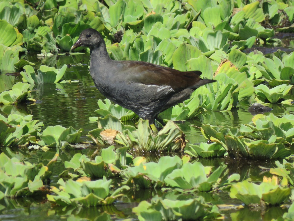 Gallinule d'Amérique - ML298998131