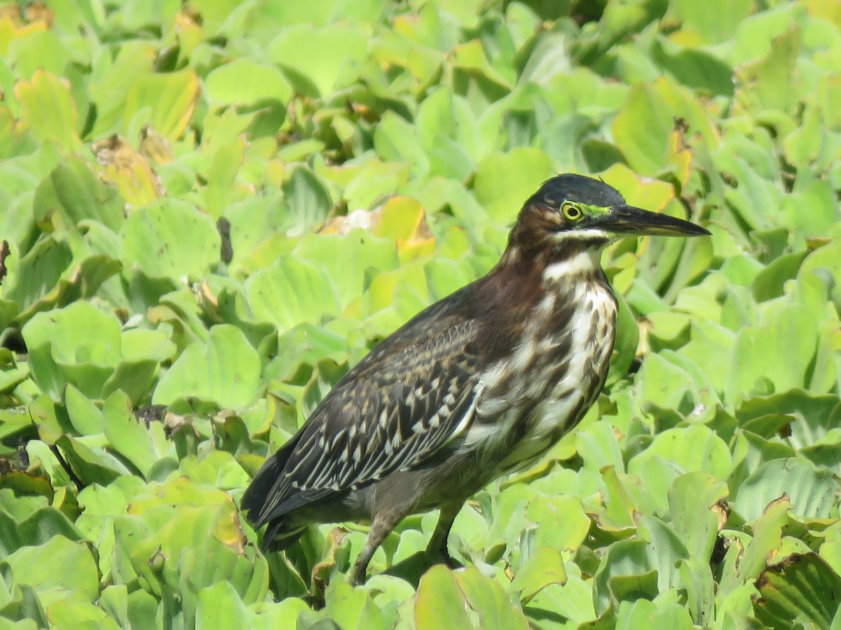 Green Heron - ML298998301