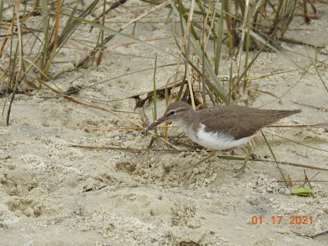 Spotted Sandpiper - Dorothy Dunlap