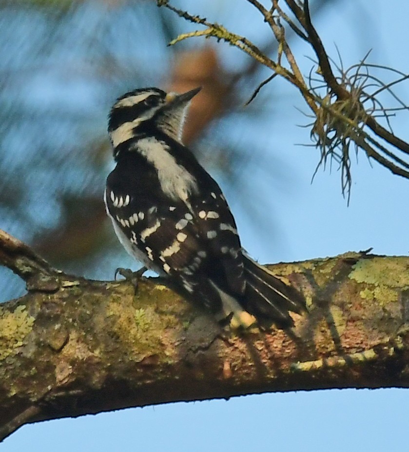 Downy Woodpecker - ML298998801