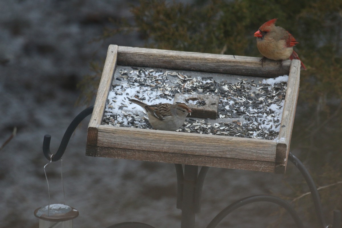 White-crowned Sparrow - ML298999031