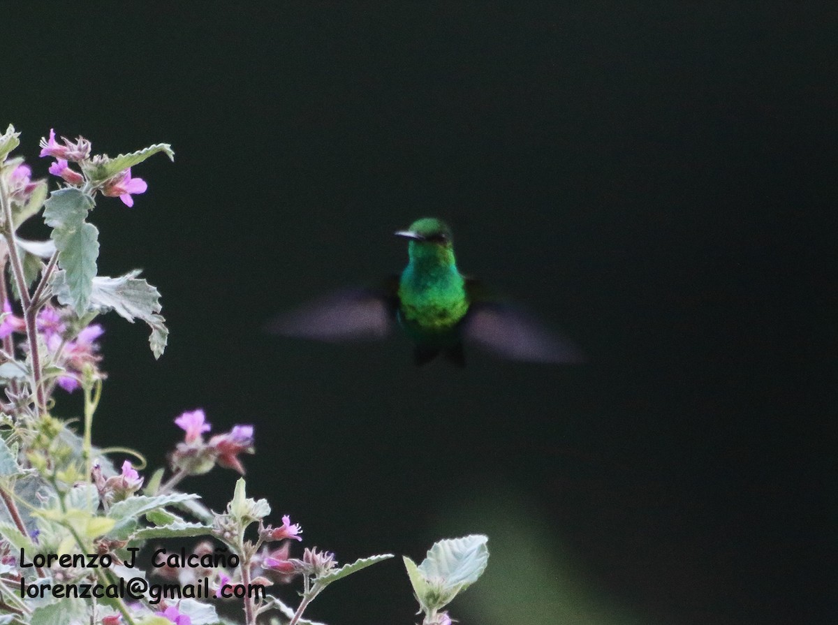 Blue-tailed Emerald - Lorenzo Calcaño