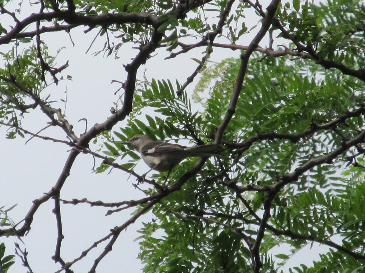 Northern Mockingbird - Sonia da Silva