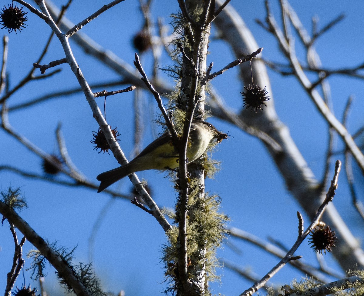 Eastern Phoebe - ML298999641