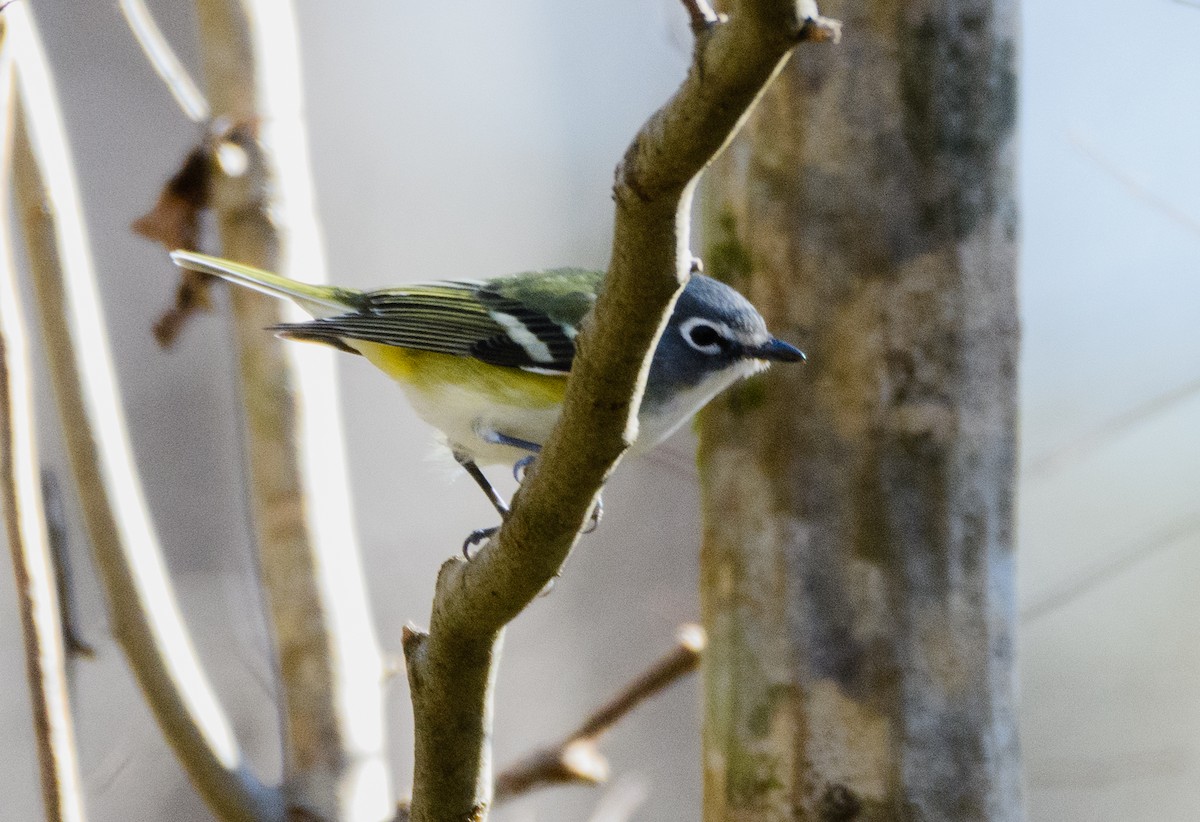 Blue-headed Vireo - ML298999691