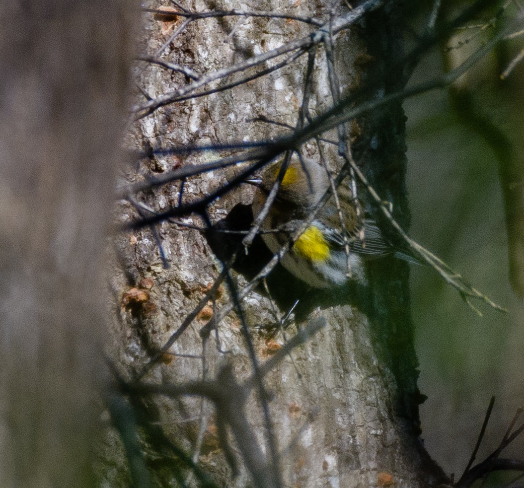 Yellow-rumped Warbler (Myrtle) - ML298999961