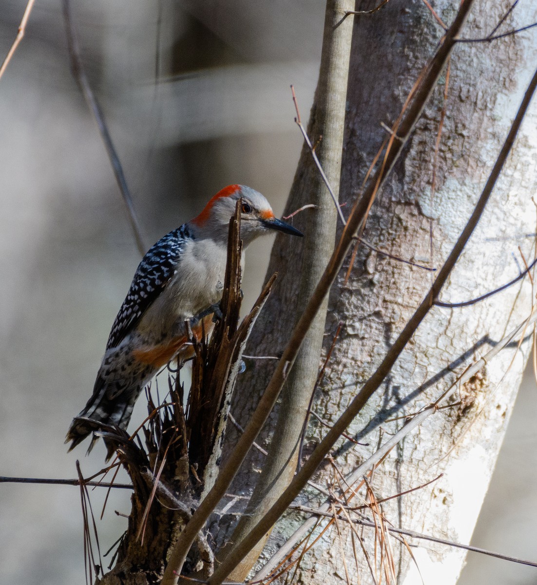 Red-bellied Woodpecker - ML299000121