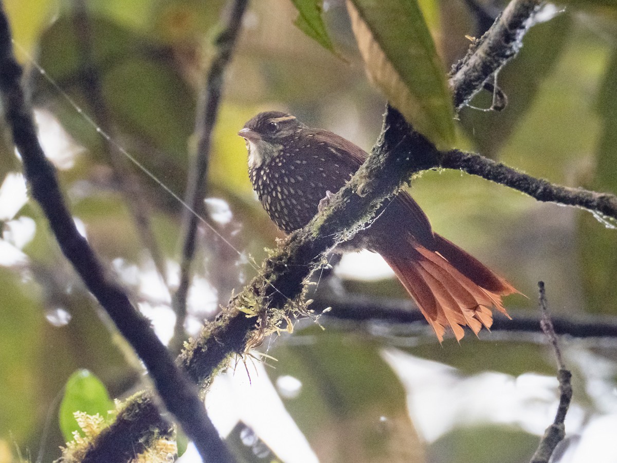 Beautiful Treerunner - Chris Fischer