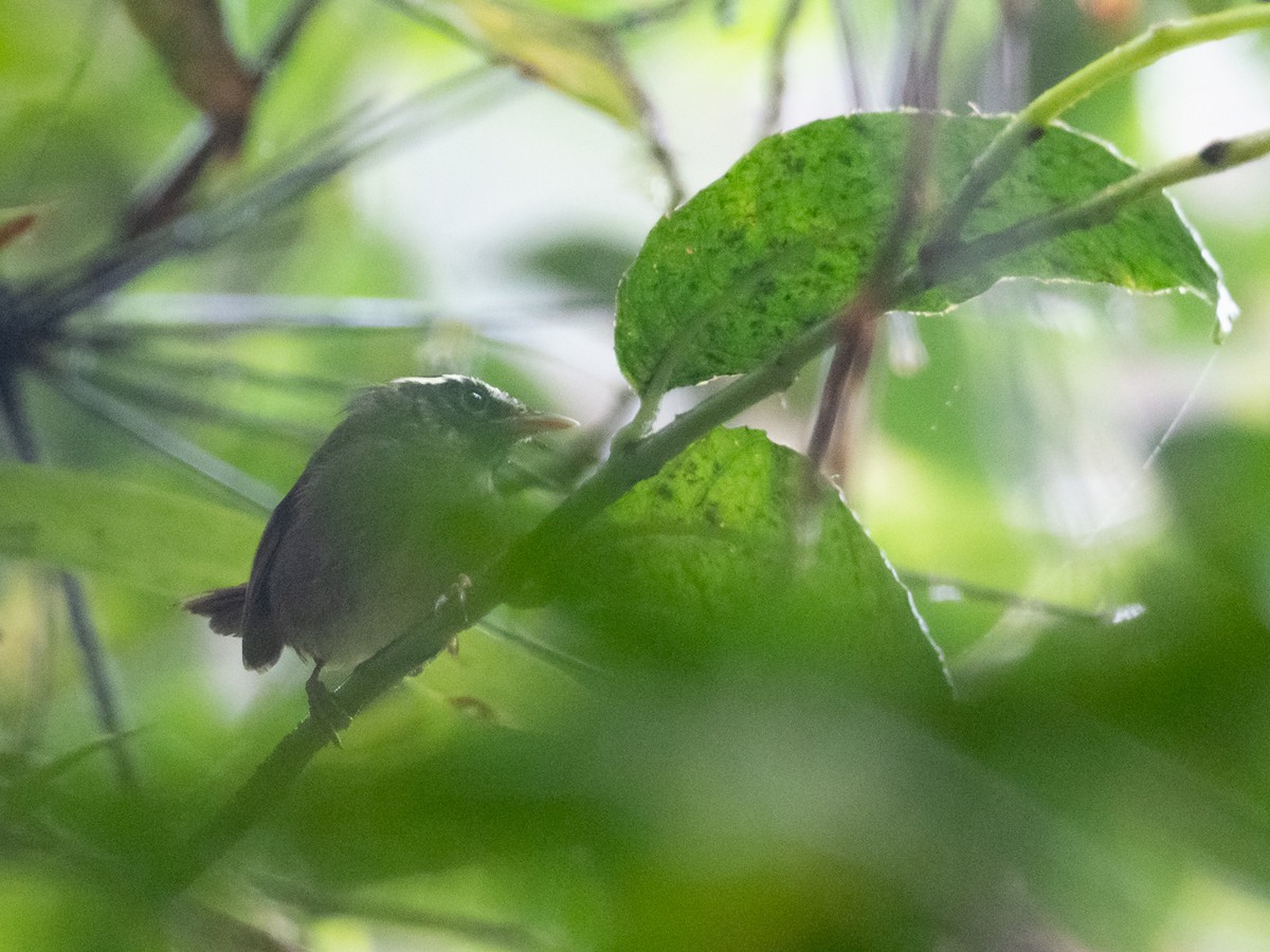 Pirre Warbler - ML299002891