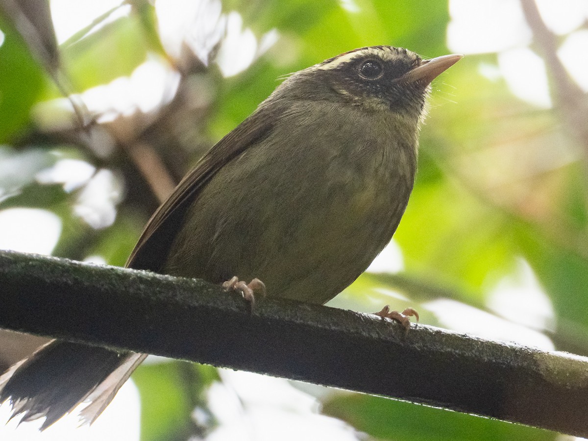 Pirre Warbler - ML299002911