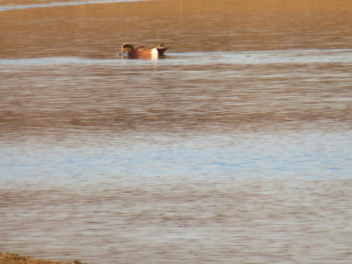 American Wigeon - ML299003721