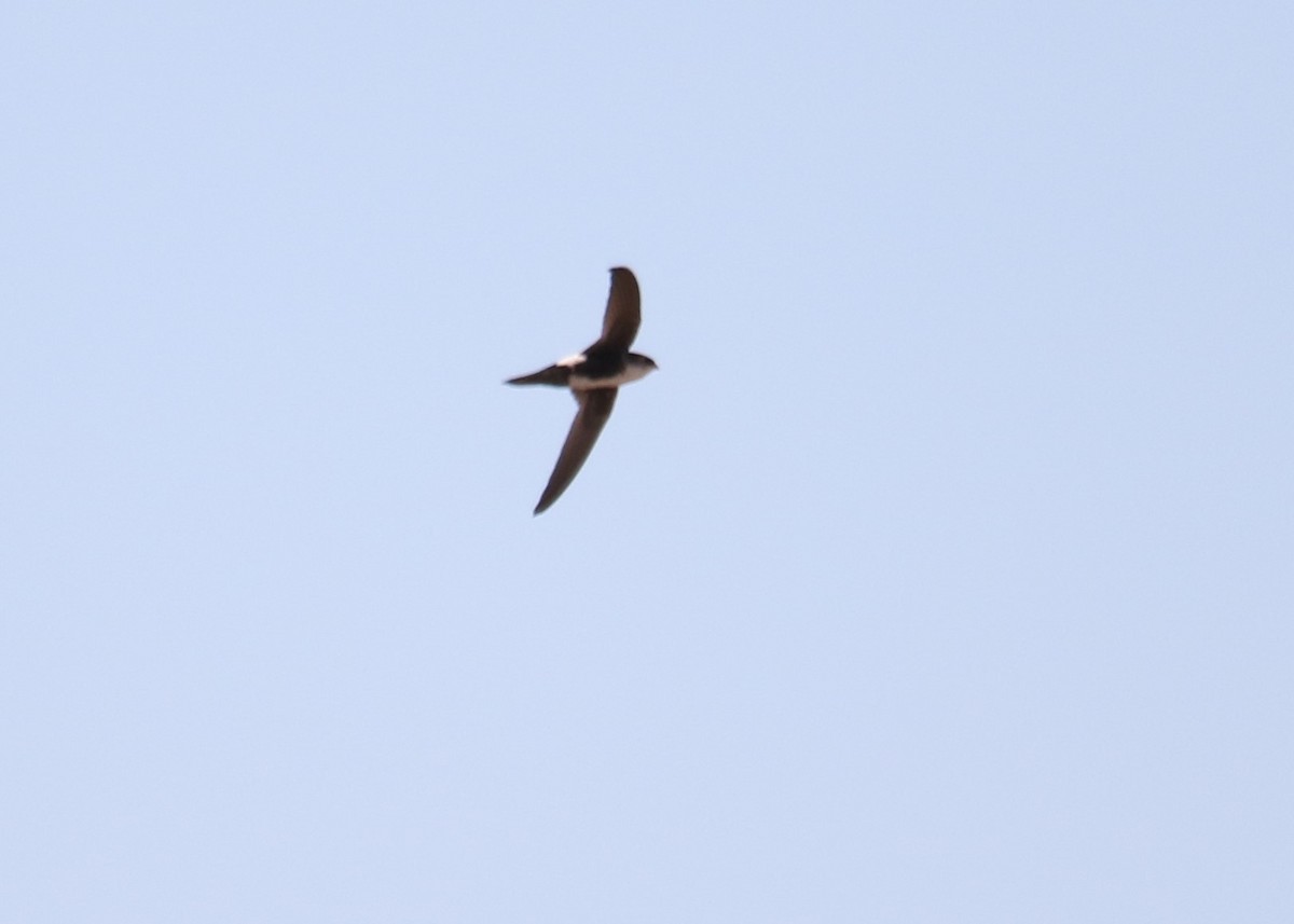 White-throated Swift - ML299004311