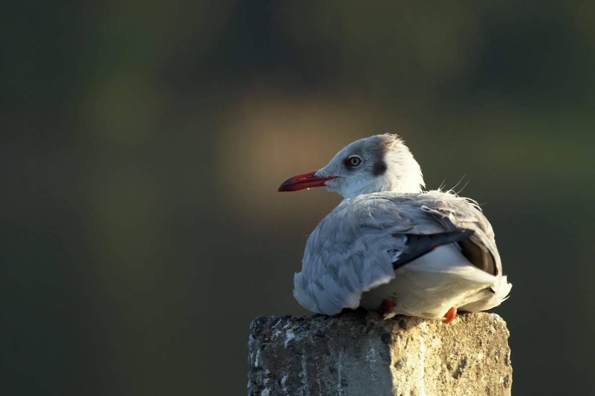 Brown-headed Gull - Aneesh Sasidevan